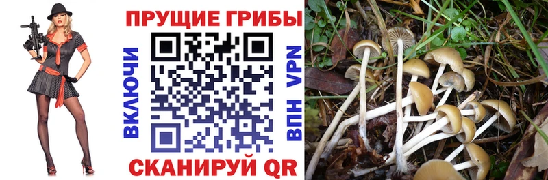 Купить Льгов Псилоцибиновые грибы GOLDEN TEACHER